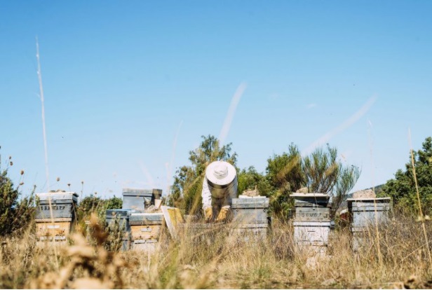 beehive inspection