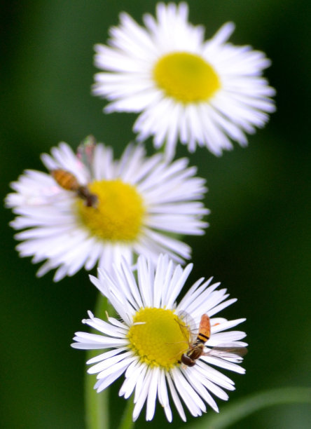 beekeeping in summer