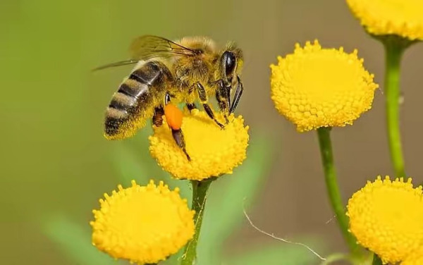 queen rearing frame