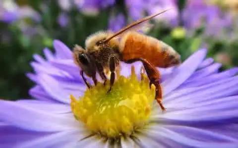 queen rearing frame